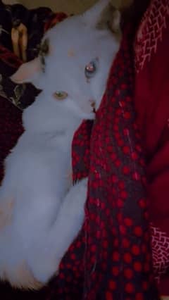 persian female kitten with two eyes colour