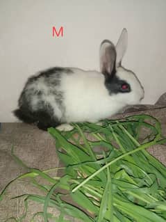 daci Rabbit pair for sale 03224186572