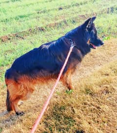 German shepherd male available for stud