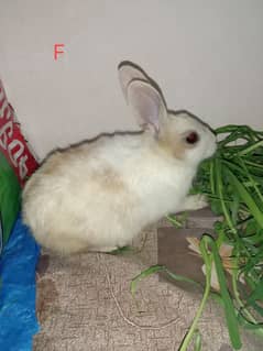 daci Rabbit pair  03224186572