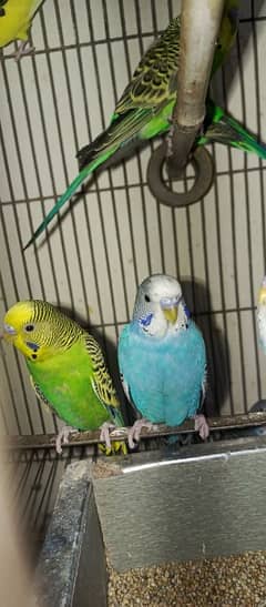 (4 pair) price Buggies parrot fully adult breeder pair