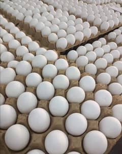 White eggs desi eggs and lohman Brown Eggs available