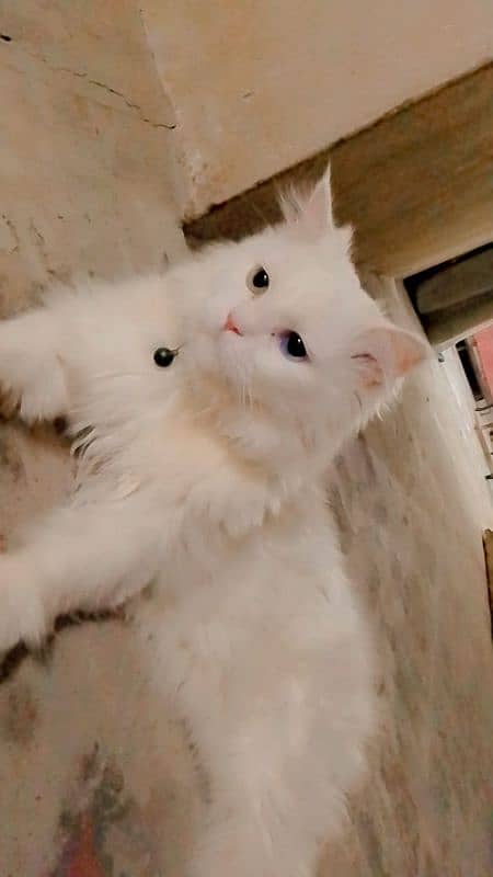 Persian White Odd Eye's Cat 4