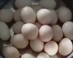 Fertile eggs