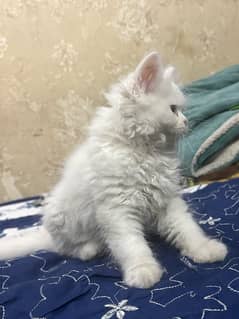 Persian cat II Persian kittens I triple coated II cats for sale II