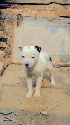 russsin male puppy for sale