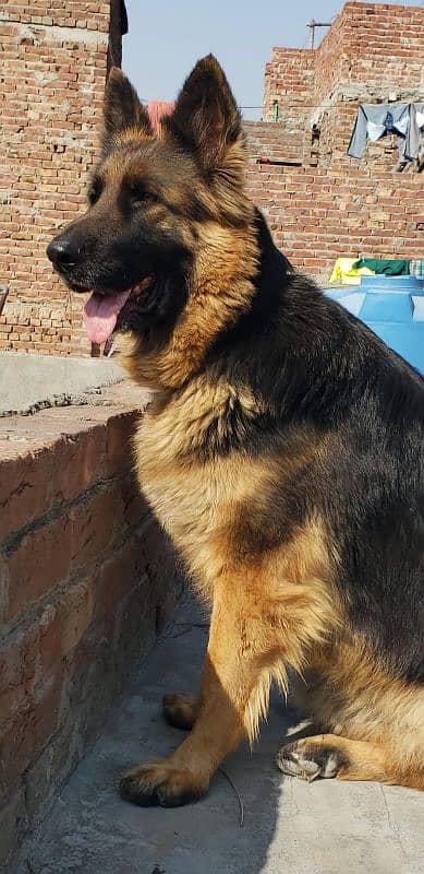 German Shepherd Female for sale (Extreme Quality Breeder) 0