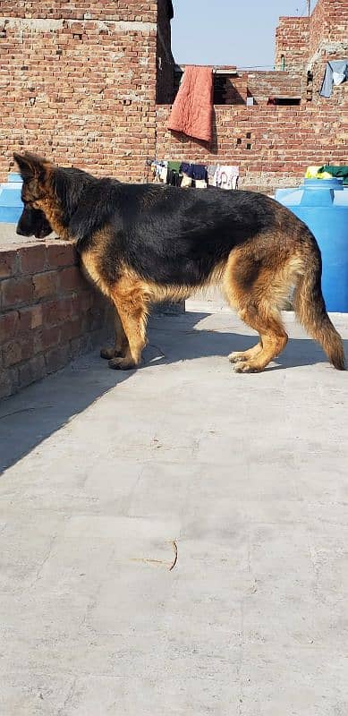 German Shepherd Female for sale (Extreme Quality Breeder) 4