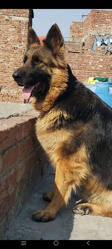 German Shepherd Female for sale (Extreme Quality Breeder) 3