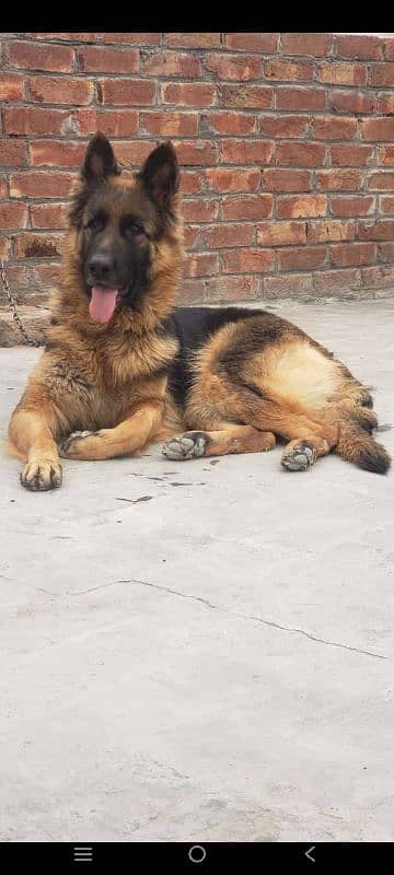 German Shepherd Female for sale (Extreme Quality Breeder) 2