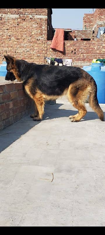 German Shepherd Female for sale (Extreme Quality Breeder) 1