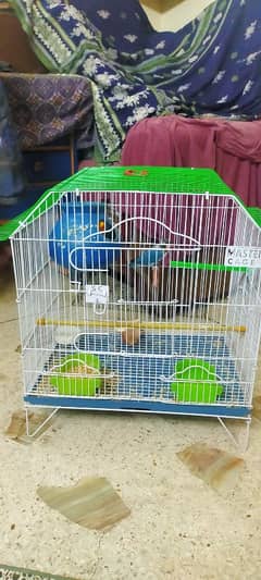 cocktail pair + cage and lotino pair + cage