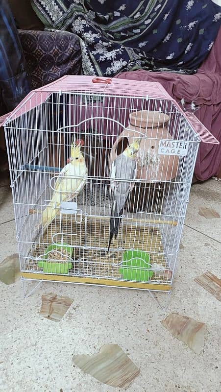 cocktail pair + cage and lotino pair + cage 2