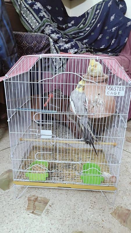 cocktail pair + cage and lotino pair + cage 5