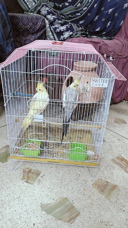 cocktail pair + cage and lotino pair + cage 6