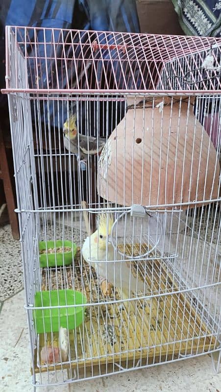 cocktail pair + cage and lotino pair + cage 7