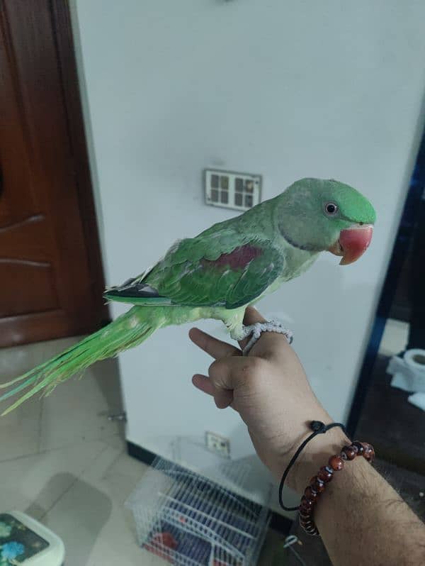 raw parrot 0