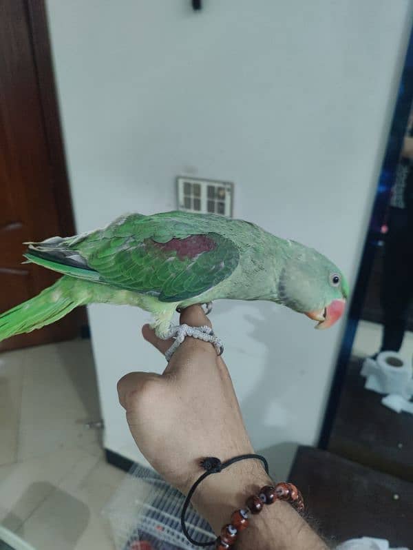 raw parrot 1