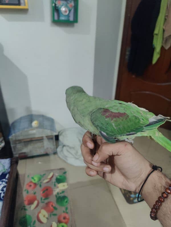 raw parrot 2