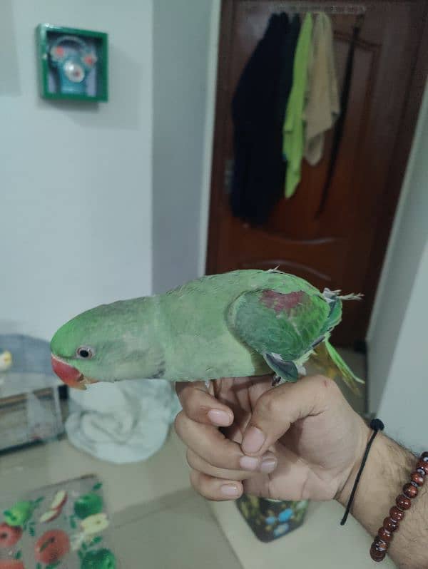 raw parrot 3