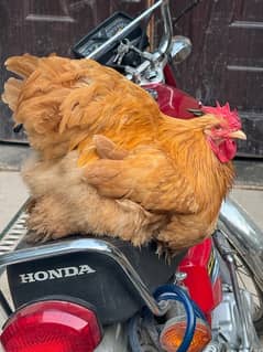 Golden Heavy buff chicks for sale age 20 days