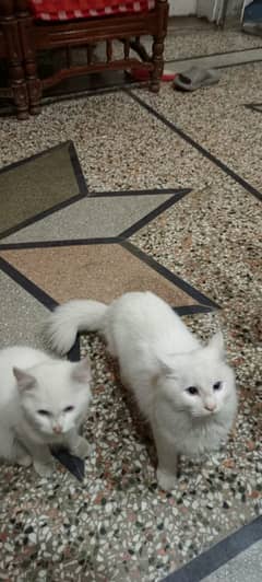 03128708068 persian cat pair for sale beautiful potty trained