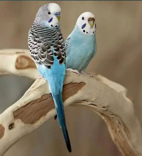 Australian birds breeding pair 1