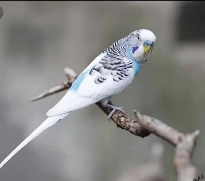 Australian birds breeding pair 2