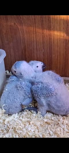 Congo African Grey Parrot Chicks