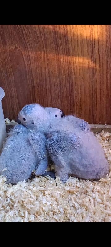 Congo African Grey Parrot Chicks 1