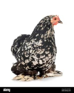 bantam