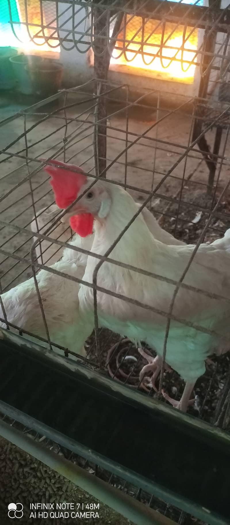 White Layer Hen available 0