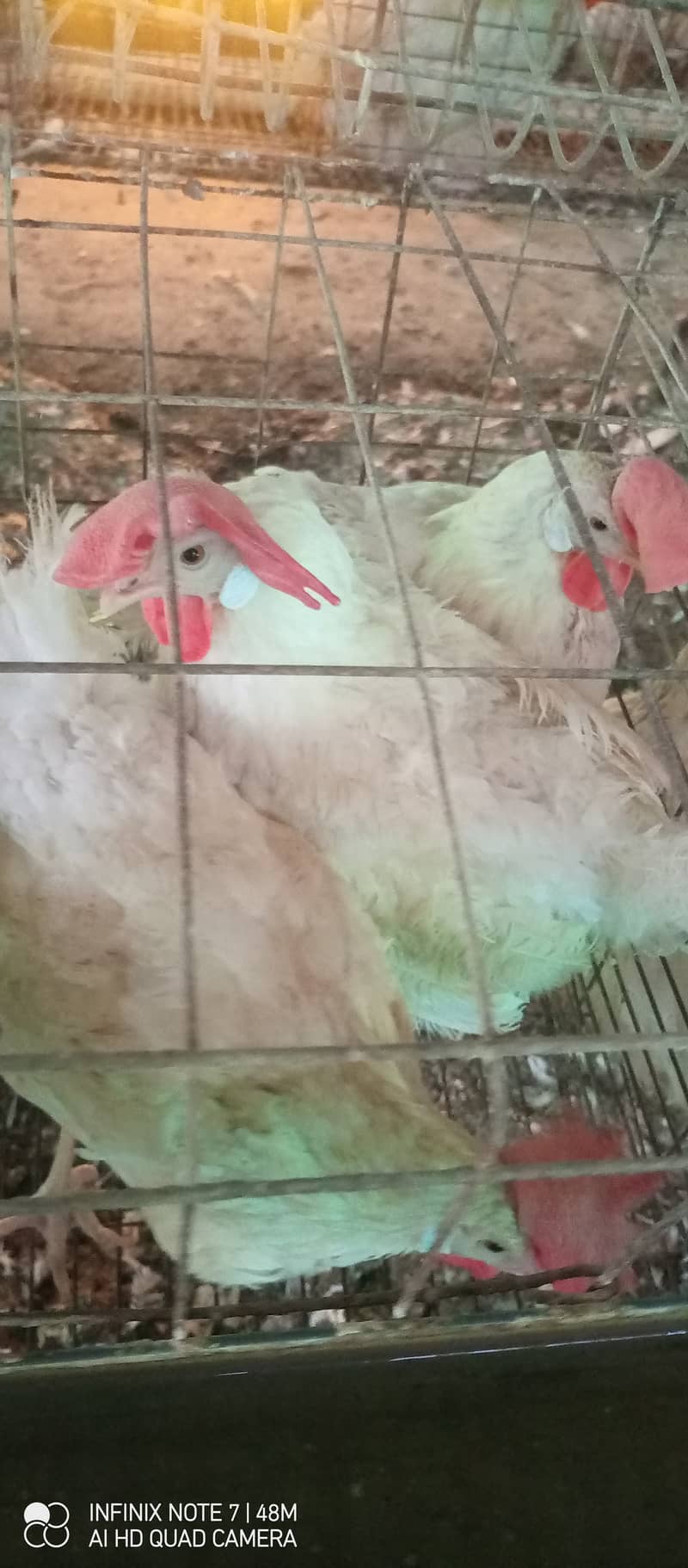 White Layer Hen available 1