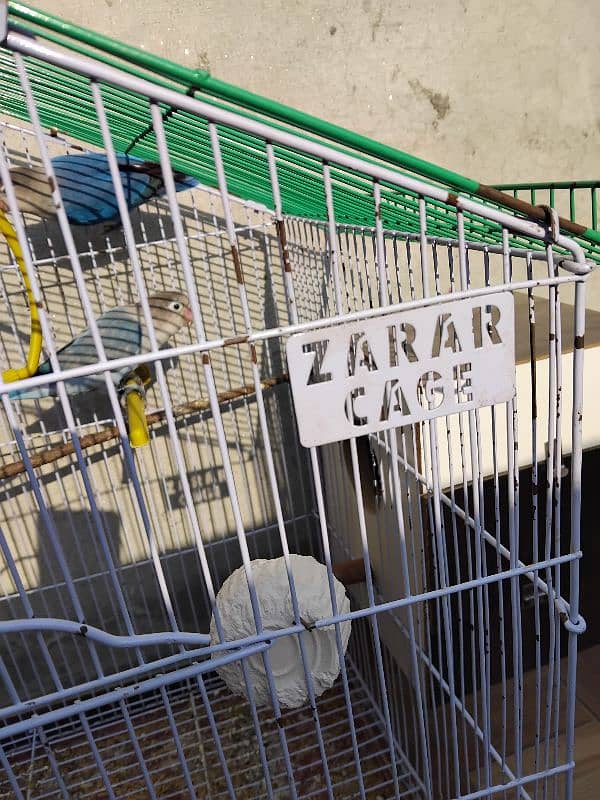 love bird pair with zarar cage 4