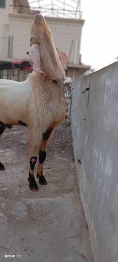 Gulabi andu bakra