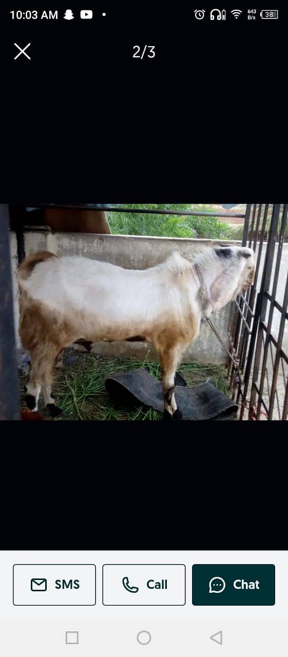 Gulabi andu bakra 2