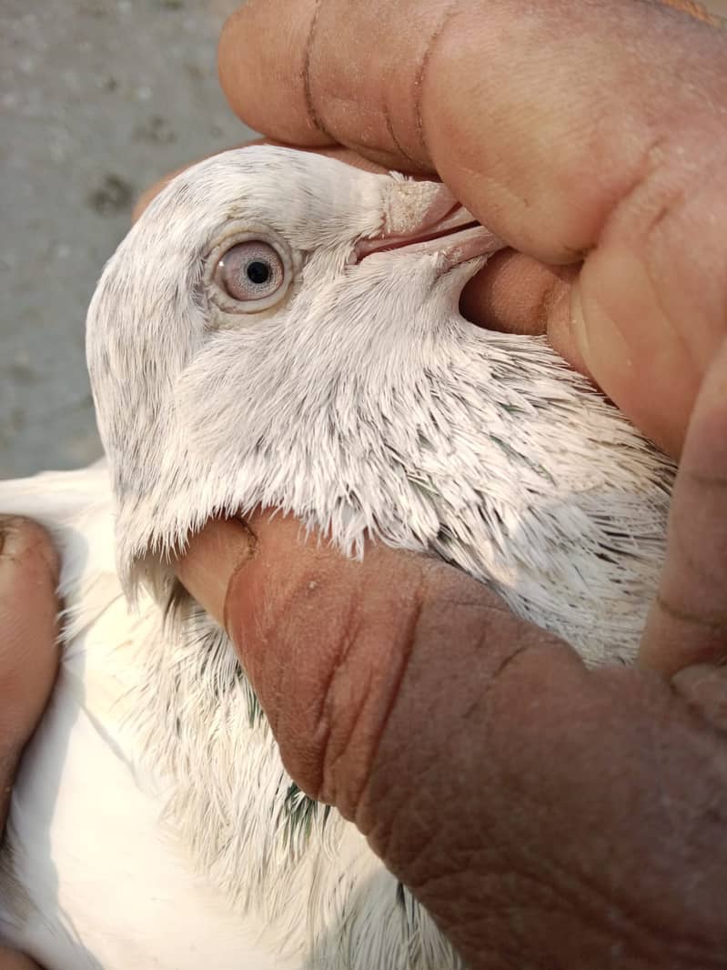 Pigeons and Baby Pigeons For Sale 0