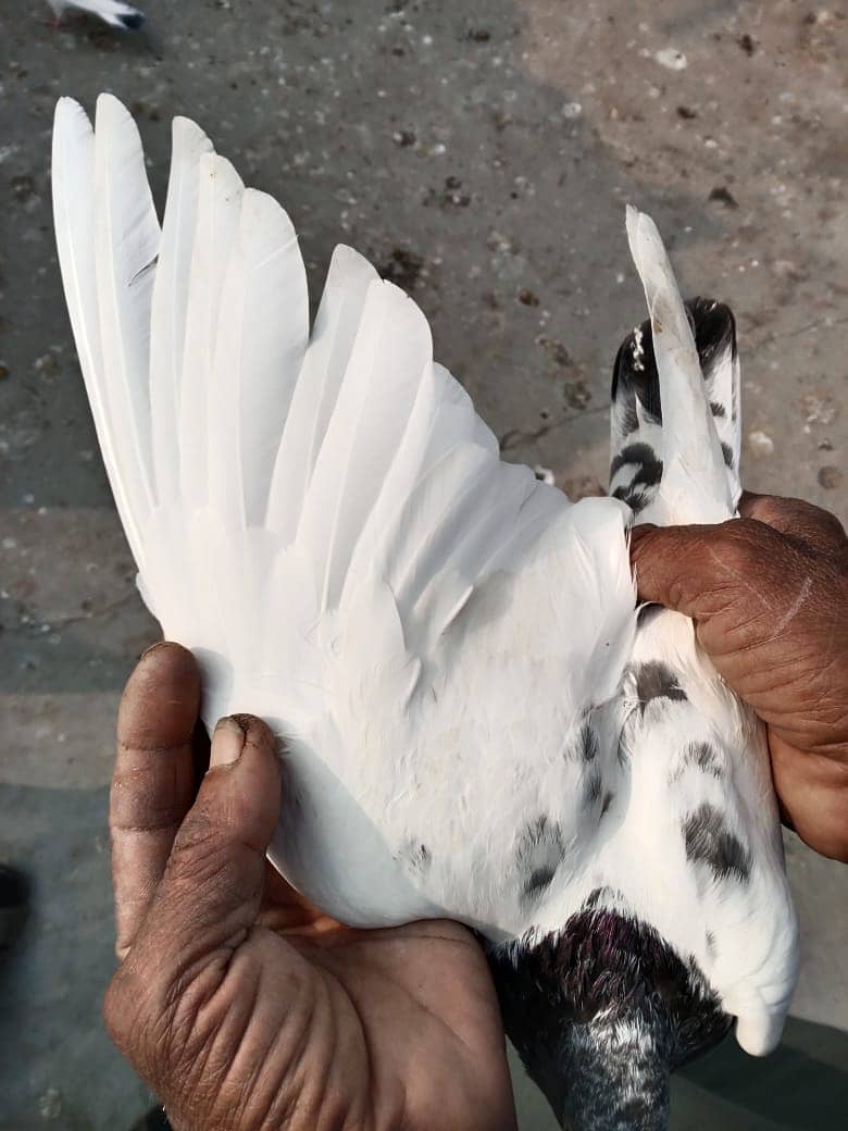 Pigeons and Baby Pigeons For Sale 2