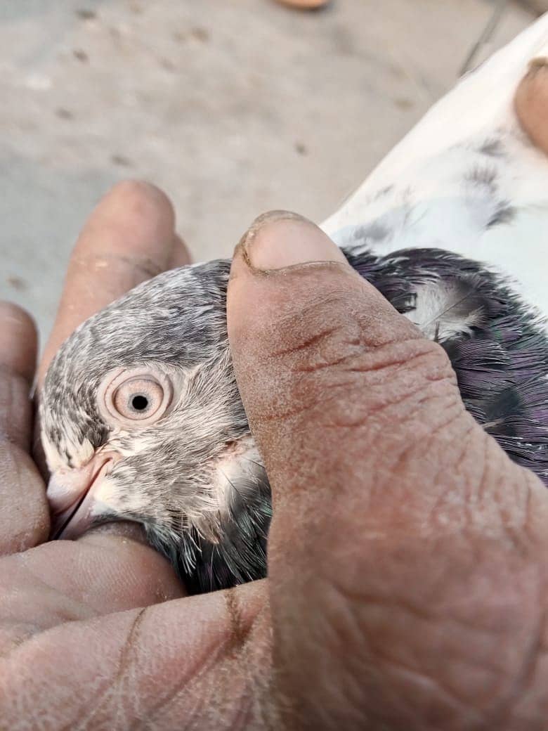 Pigeons and Baby Pigeons For Sale 4