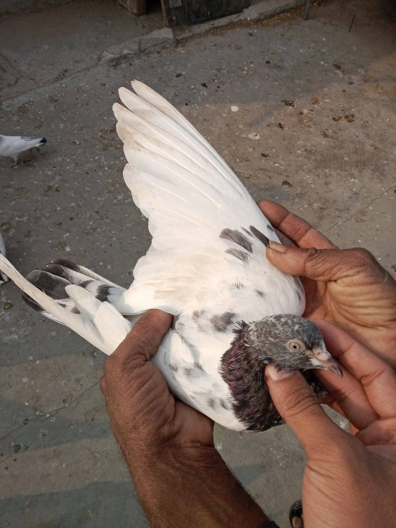 Pigeons and Baby Pigeons For Sale 5