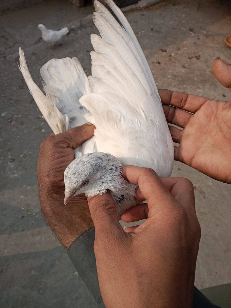 Pigeons and Baby Pigeons For Sale 9