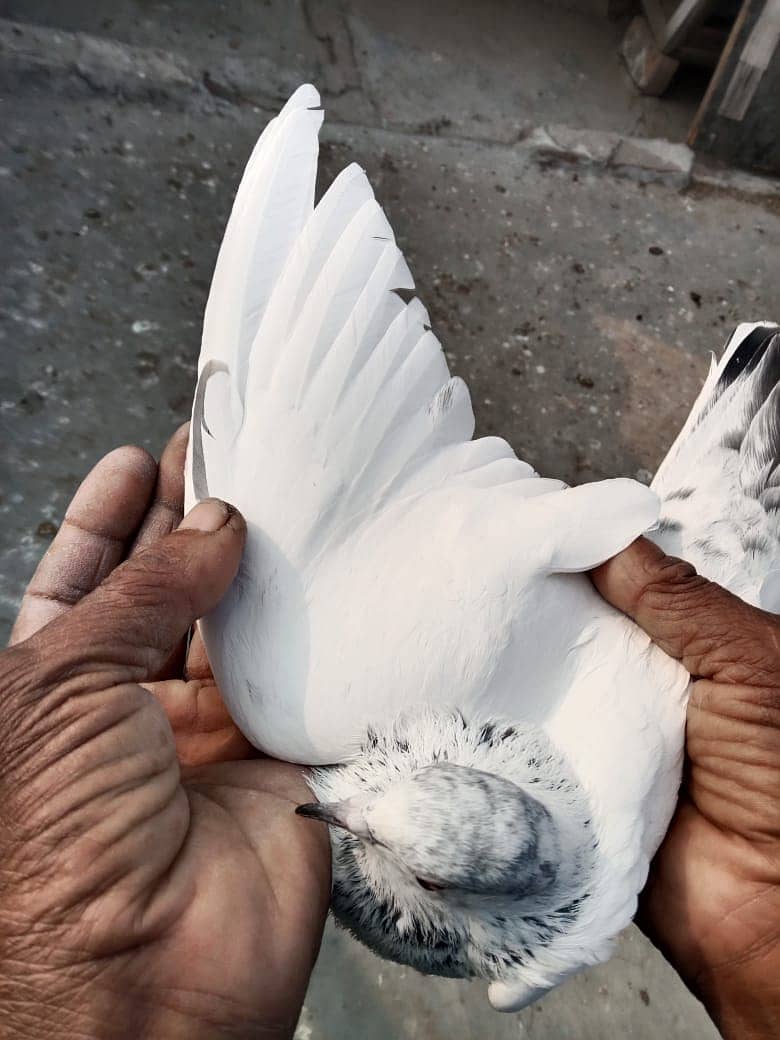 Pigeons and Baby Pigeons For Sale 10