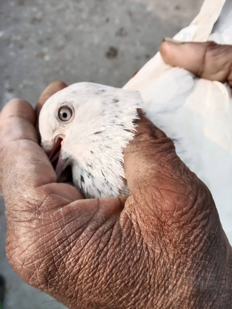 Pigeons and Baby Pigeons For Sale 12