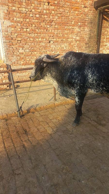 brider bull girlando 2