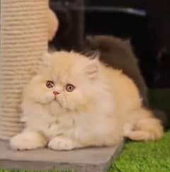 3 month persian punch face female kitten in lahore