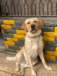 Pure British Labrador