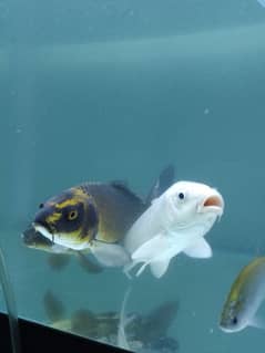 koi carp gold fishes clown Knife fishes Available for sale