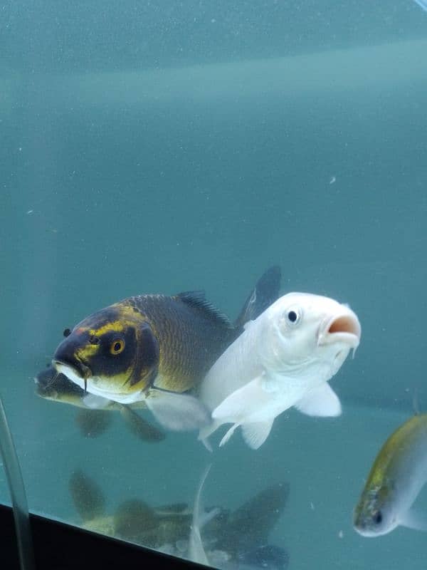 koi carp gold fishes clown Knife fishes Available for sale 0