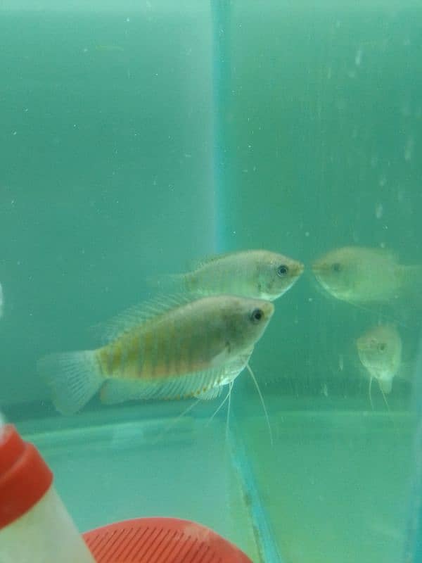 koi carp gold fishes clown Knife fishes Available for sale 10