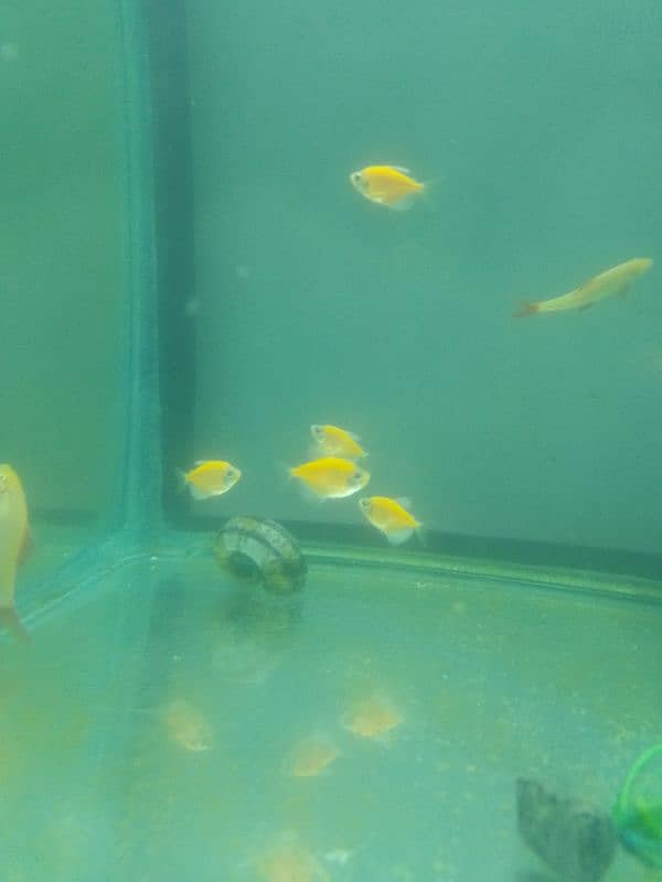 koi carp gold fishes clown Knife fishes Available for sale 11